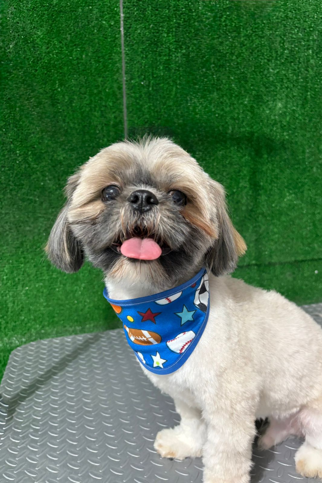 Perro después del baño